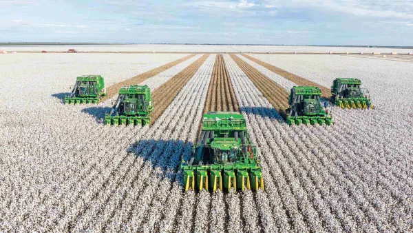 QFF Cotton Image