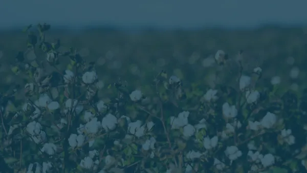 QFF website News item image outputs 1