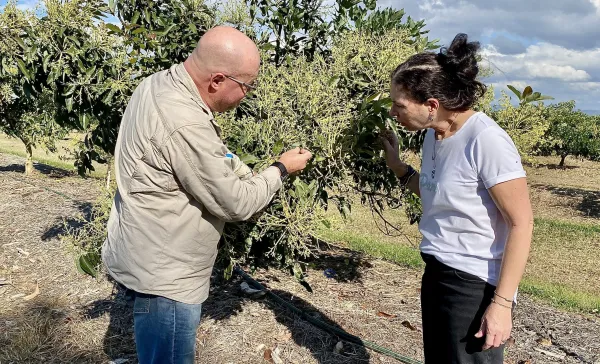 Man and woman standing, looking at citrus tree in an orchard