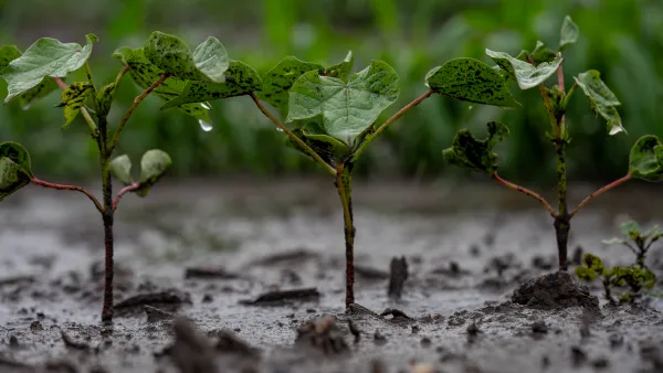 ALMABIN 3059647192 5932804 cotton