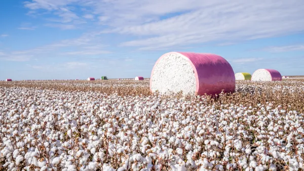 ALMABIN 1682220639 90 cotton field with bales of cotton in the background 2000 x 1336