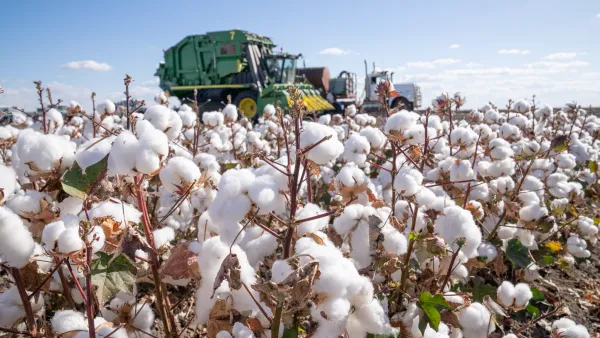 Cotton close up of cotton with harvester and truck in background