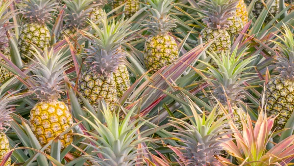 Close up pineapples in field