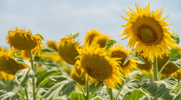 Sunflowers