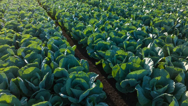 Horticulture Crucifers Brassicas