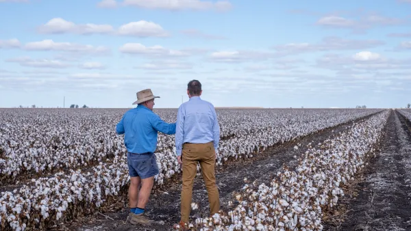 Two men having a conversation in a cotton field