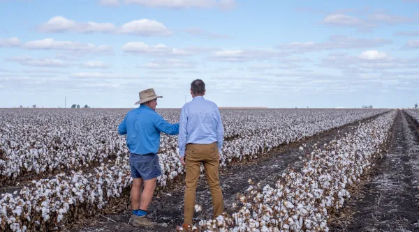 Two men having a conversation in a cotton field