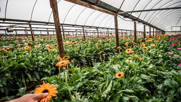 Flower nursery inside greenhouse