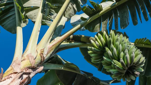 Bananas