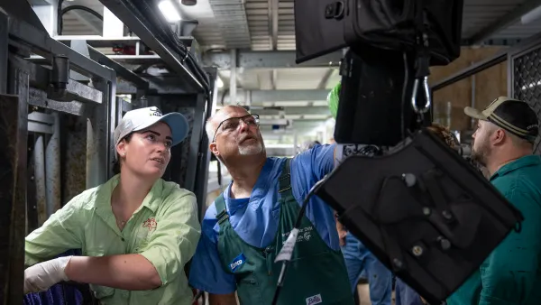 ISJA feature image people looking at cattle pregnancy testing results 3900x2605px