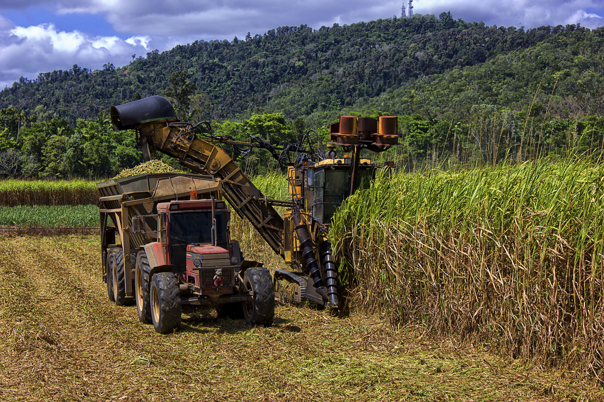 Response to Cairns News story on Cane Growers