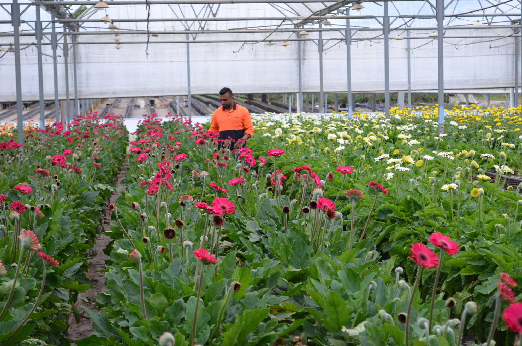 Regional breakdown agricultural employment in Queensland Queensland Farmers