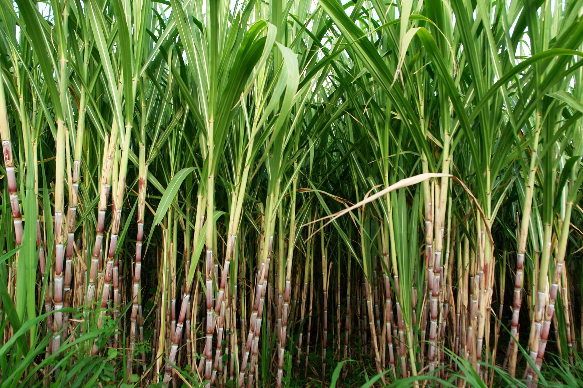 Image result for sugarcane